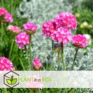 Armeria english grass rose - 6
