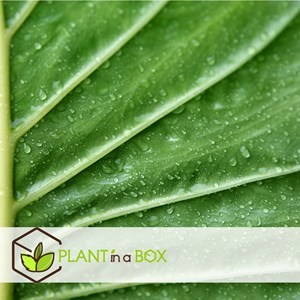 Alocasia odora elephant ear plant - 2