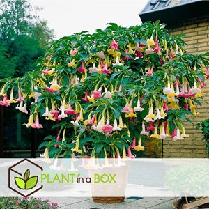 Brugmansia angels trumpet - 6