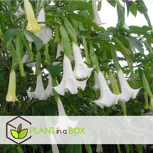 Brugmansia angels trumpet - 6