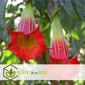 Brugmansia angels trumpet - 6