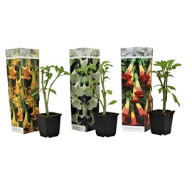 Brugmansia angels trumpet - 3