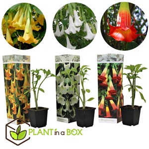 Brugmansia angels trumpet - 3