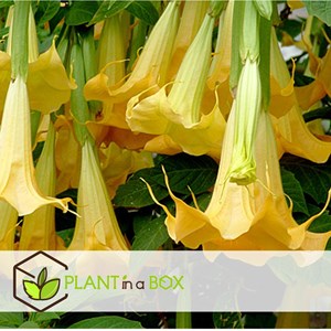Brugmansia angels trumpet - 3