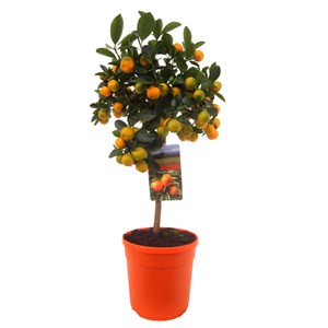 Mini oranger citrus calamondin sur tige
