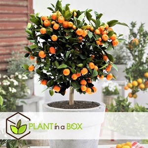 Mini oranger citrus calamondin sur tige