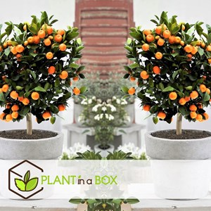 Mini oranger citrus calamondin sur tige