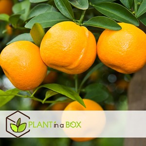 Mini oranger citrus calamondin sur tige