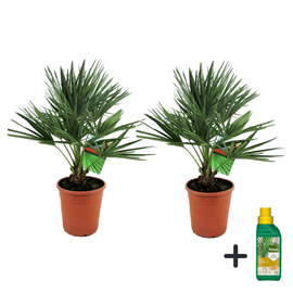 Palmier nain européen xl - 2 + pokon