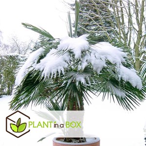 Palmier nain européen xl - 2 + pokon