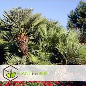 Palmier nain européen xl - 2 + pokon