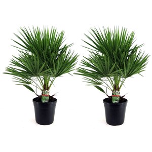 Palmier nain européen xl chamaerops - 2