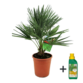 Palmier xl chamaerops humilis + pokon