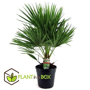 Palmier xl chamaerops humilis + pokon