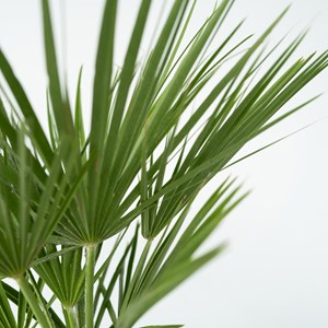 Palmier nain européen chamaerops humilis