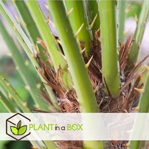 Palmier chamaerops humilis - 2