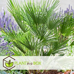 Palmier chamaerops humilis - 2