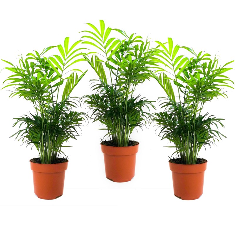 Palmier nain mexicain chamaedorea - 3