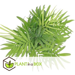 Palmier nain mexicain chamaedorea - 3