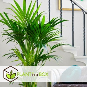 Palmier nain mexicain chamaedorea - 3