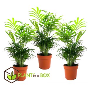 Palmier nain mexicain chamaedorea - 3