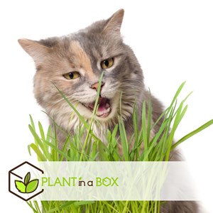 Cyperus catgrass - 6