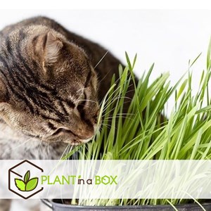 Cyperus catgrass - 6