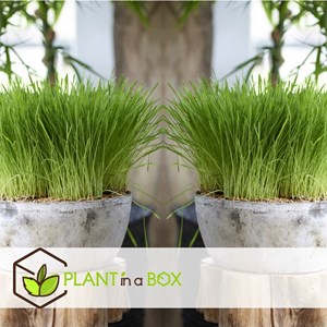 Cyperus catgrass - 6