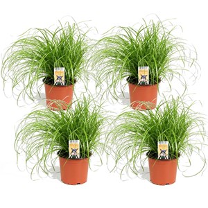 Cyperus catgrass - lot de 4