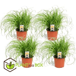 Cyperus catgrass - 4
