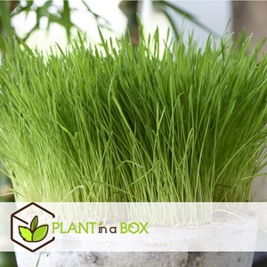 Cyperus catgrass - 4