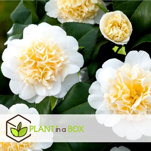 Camellia japanese rose blanc - 3