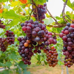 Plants de raisin vitis vinifera - 6