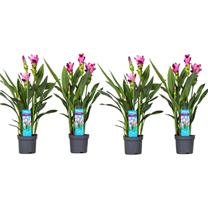 Curcuma al siam splash - 4