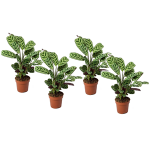 Ctenanthe burle marxii - 4