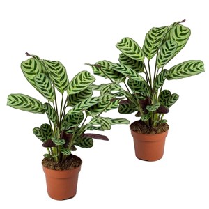 Ctenanthe burle marxii - 2