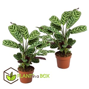 Ctenanthe burle marxii - 2