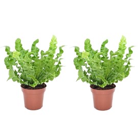 Asplenium crispy wave - 2