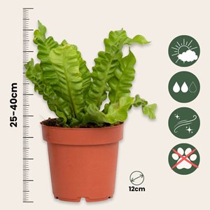 Asplenium crispy wave - 2
