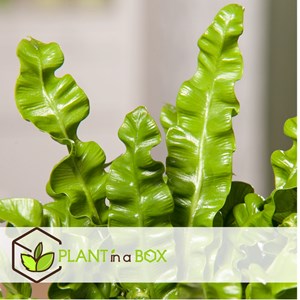 Asplenium crispy wave - 2