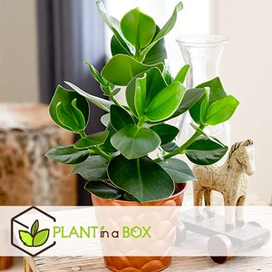 Xl clusia rosea princess - 2