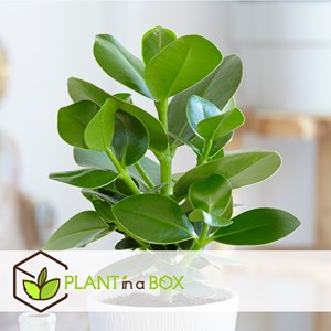 Xl clusia rosea princess - 2