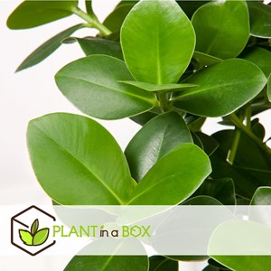 Xl clusia rosea princess