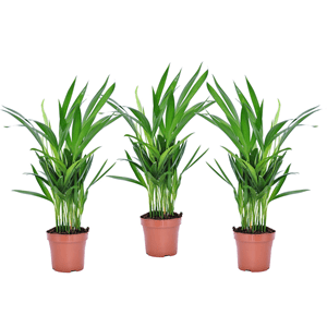 Areca golden palm 's' - lot de 3