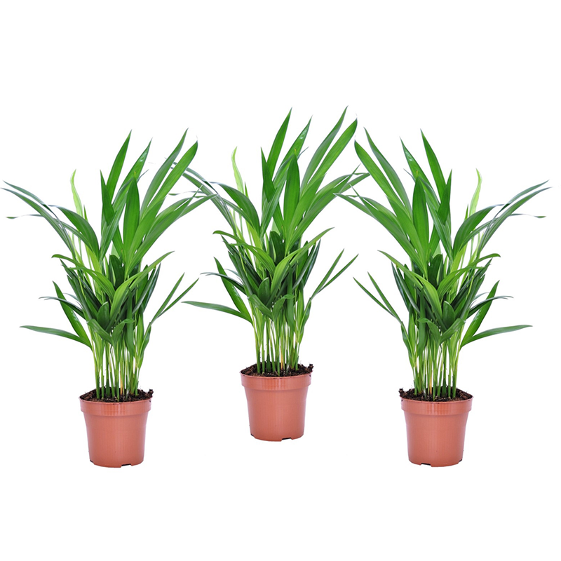 Areca golden palm s - 3