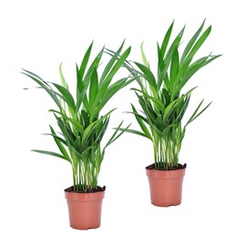 Areca golden palm s - 2