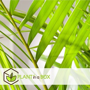 Areca golden palm s - 2