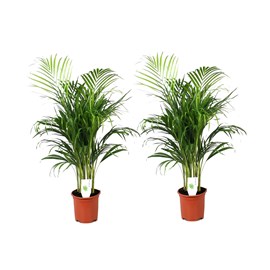 Xl areca gold palm - 2