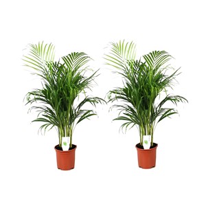 Xl areca gold palm - lot de 2