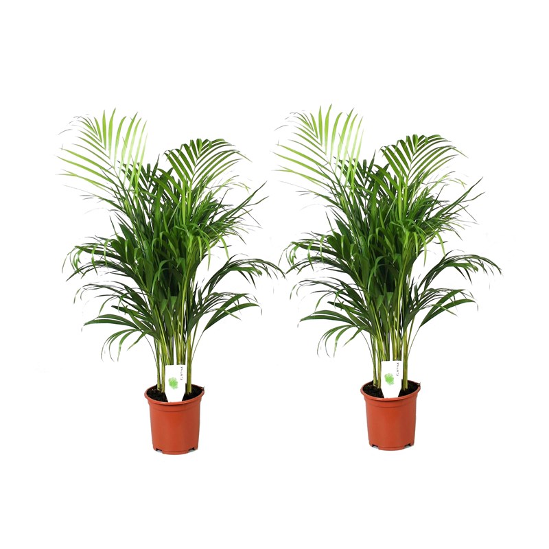 Xl areca gold palm - 2